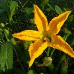 Cucurbita pepo Flor