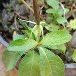 Ruellia tuberosa पत्ता