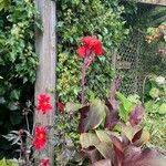 Canna iridiflora Fleur