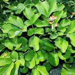 Paeonia daurica Alkat (teljes növény)