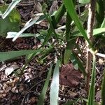 Phyllanthus epiphyllanthus Habit
