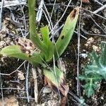 Orchis anthropophora 葉