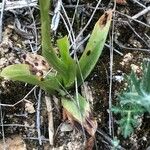 Orchis anthropophora Blad