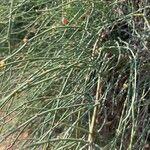 Ephedra foeminea Leaf