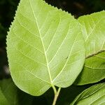 Morus celtidifolia Blatt