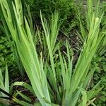 Sisyrinchium striatum Habit