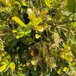 Quercus phillyreoides Yaprak