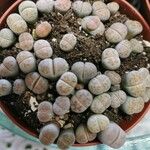 Lithops karasmontana Leaf