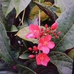 Jatropha integerrima Kvet