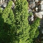 Dysphania botrys Fula