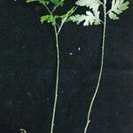 Selaginella oaxacana Alia