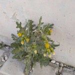 Senecio vulgaris Çiçek
