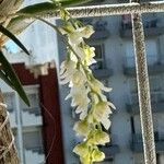 Capanemia superflua Flor