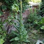 Verbascum thapsus 整株植物