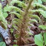 Polystichum braunii Кора