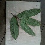 Eschweilera sagotiana Leaf