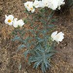 Argemone pleiacantha Hábito