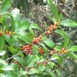 Ficus mutabilis 整株植物
