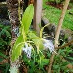 Epidendrum ciliare Kvet