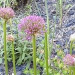 Allium angulosum Цвят