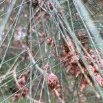 Allocasuarina torulosa Blad