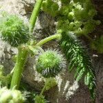 Urtica pilulifera ഫലം