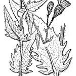 Hieracium lycopifolium