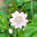 Malva neglecta Flower