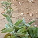 Kalanchoe gastonis-bonnieri Leaf