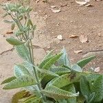 Kalanchoe gastonis-bonnieriLevél