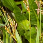 Carex digitata Φρούτο