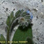 Myosotis minutiflora Flower