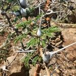 Vachellia seyal Folha