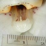 Stanhopea ecornuta Otro