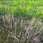 Eriophorum angustifolium Foglia