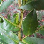 Humiria balsamifera Leaf