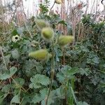 Hibiscus diversifolius Alkat (teljes növény)