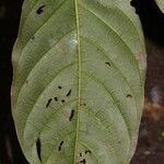 Sabicea calycina Hoja