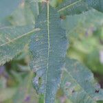 Vernonia gigantea Leaf