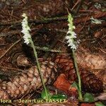 Goodyera repens Облик