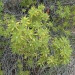 Chamaebatiaria millefolium Habit