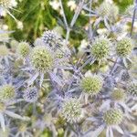 Eryngium planum Flower
