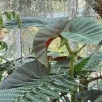 Begonia angularis 叶