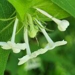 Zabelia triflora Flower