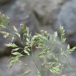 Poa pratensis 花