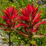 Castilleja miniata Çiçek