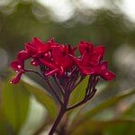 Plumeria rubra Blüte