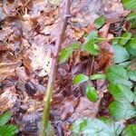 Rubus macrophyllus Schors