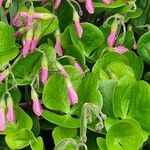 Oxalis articulata Кветка