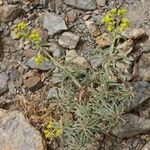 Euphorbia megalatlantica Hábito